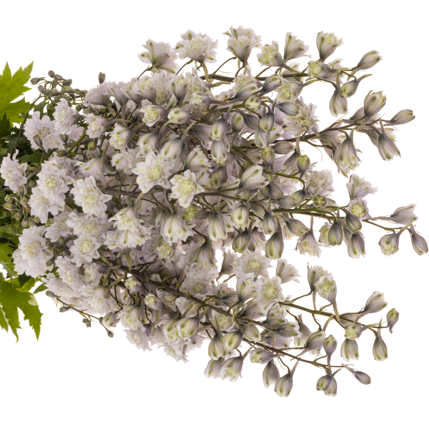 Delphinium lavendel Cha cha  90cm