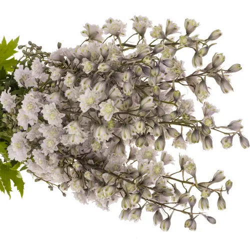 Delphinium lavendel Cha cha  90cm