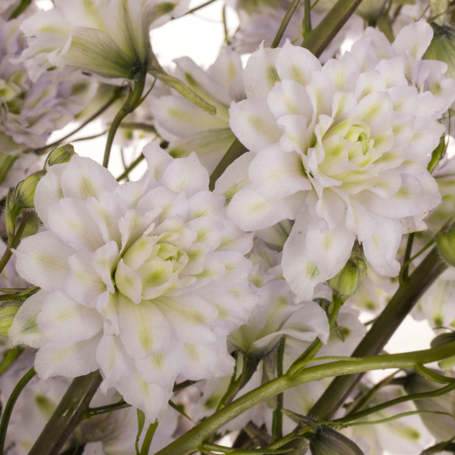 Delphinium lavendel Cha cha  90cm