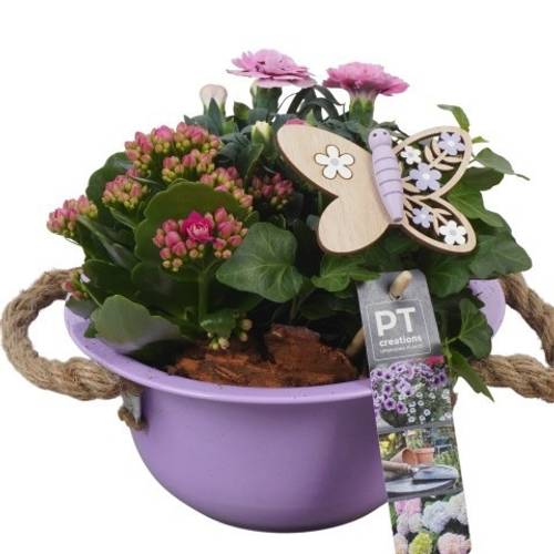 Garten.Arr PTPP6832 T18 H020