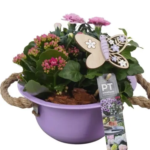 Garten.Arr PTPP6832 T18 H020