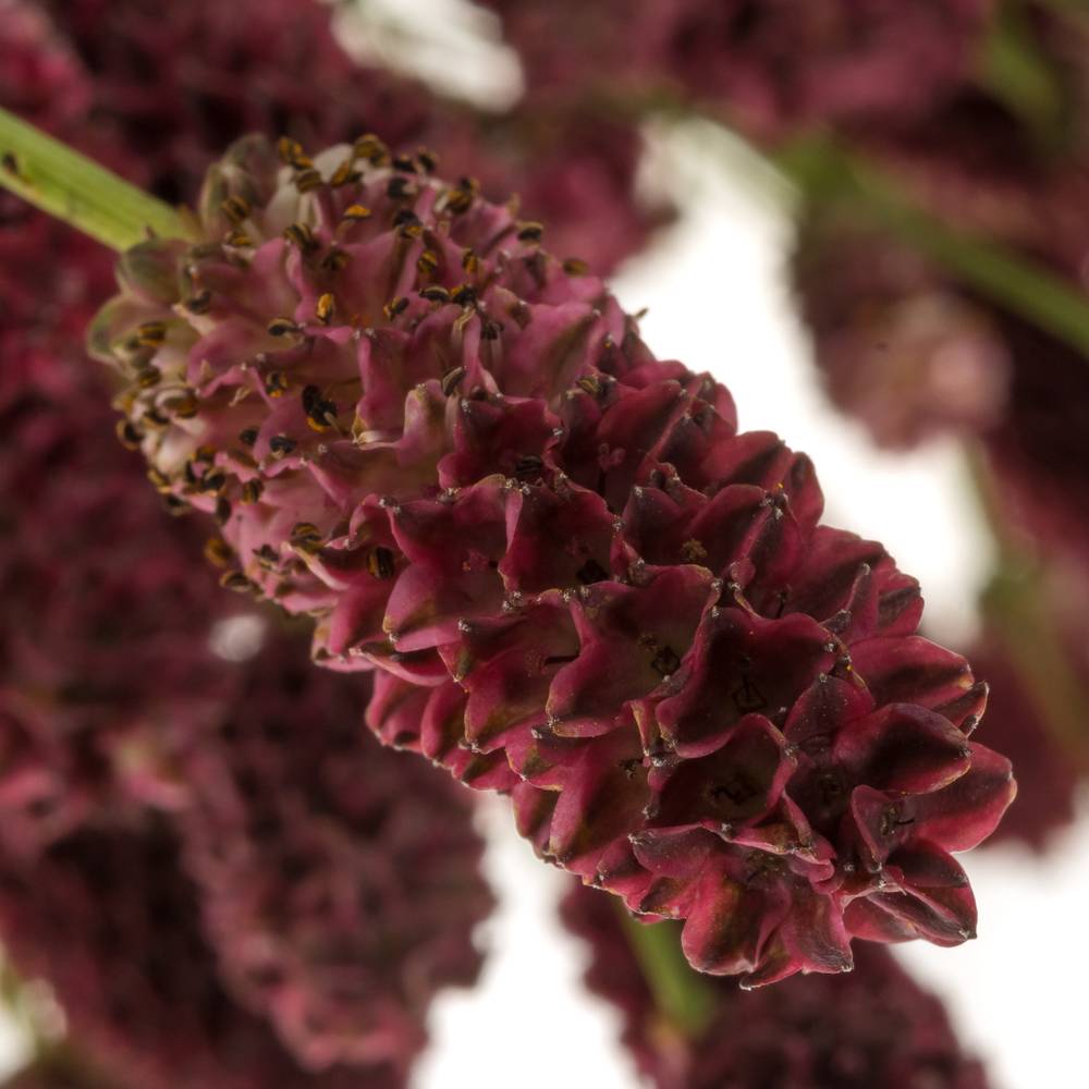 Sanguisorba weinrot Royal Star 100