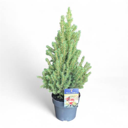Picea Conica 40-50cm T19 H050