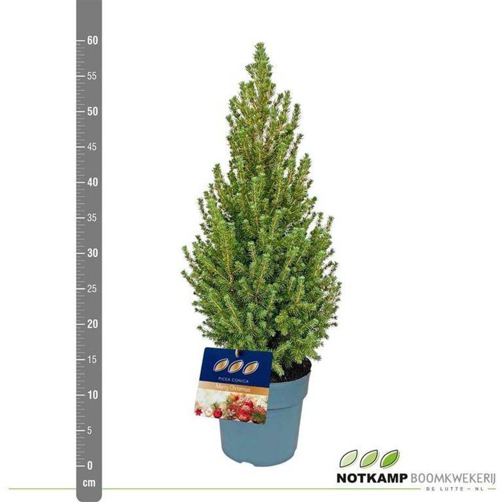 Picea Conica 40-50cm T19 H050