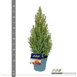 Picea Conica 40-50cm T19 H050