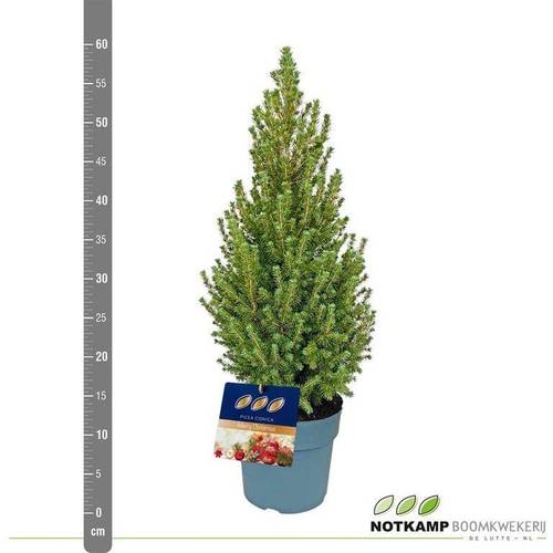 Picea Conica 40-50cm T19 H050