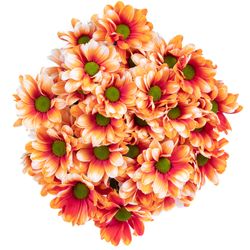 Chrys.Tros orange/creme Roma gefärbt