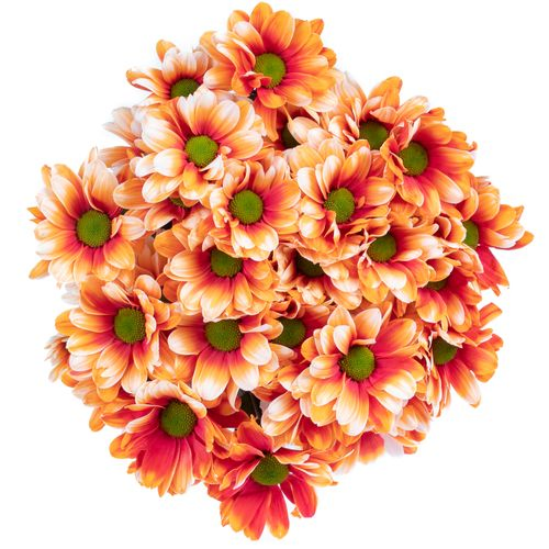Chrys.Tros orange/creme Roma gefärbt