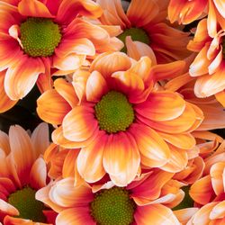 Chrys.Tros orange/creme Roma gefärbt