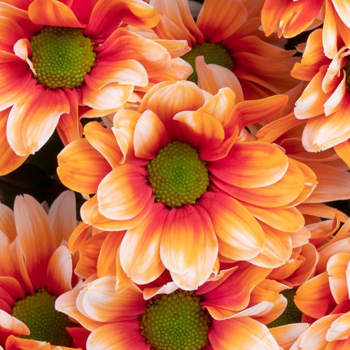 Chrys.Tros orange/creme Roma gefärbt