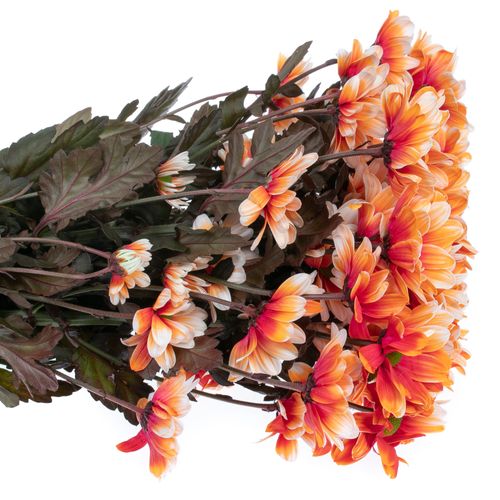 Chrys.Tros orange/creme Roma gefärbt