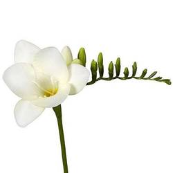 Freesie weiss Diamond River 24 Gramm