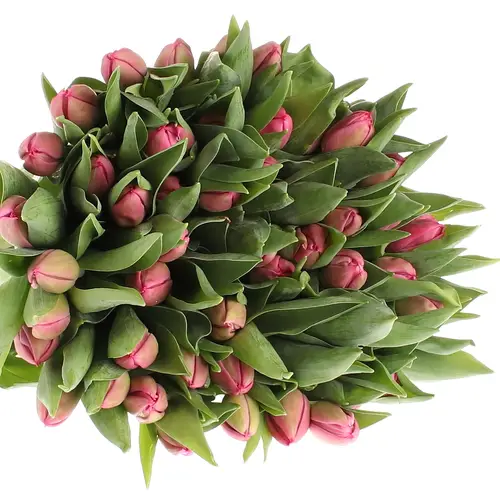 Tulpe pink doppel Marvel 28 Gramm