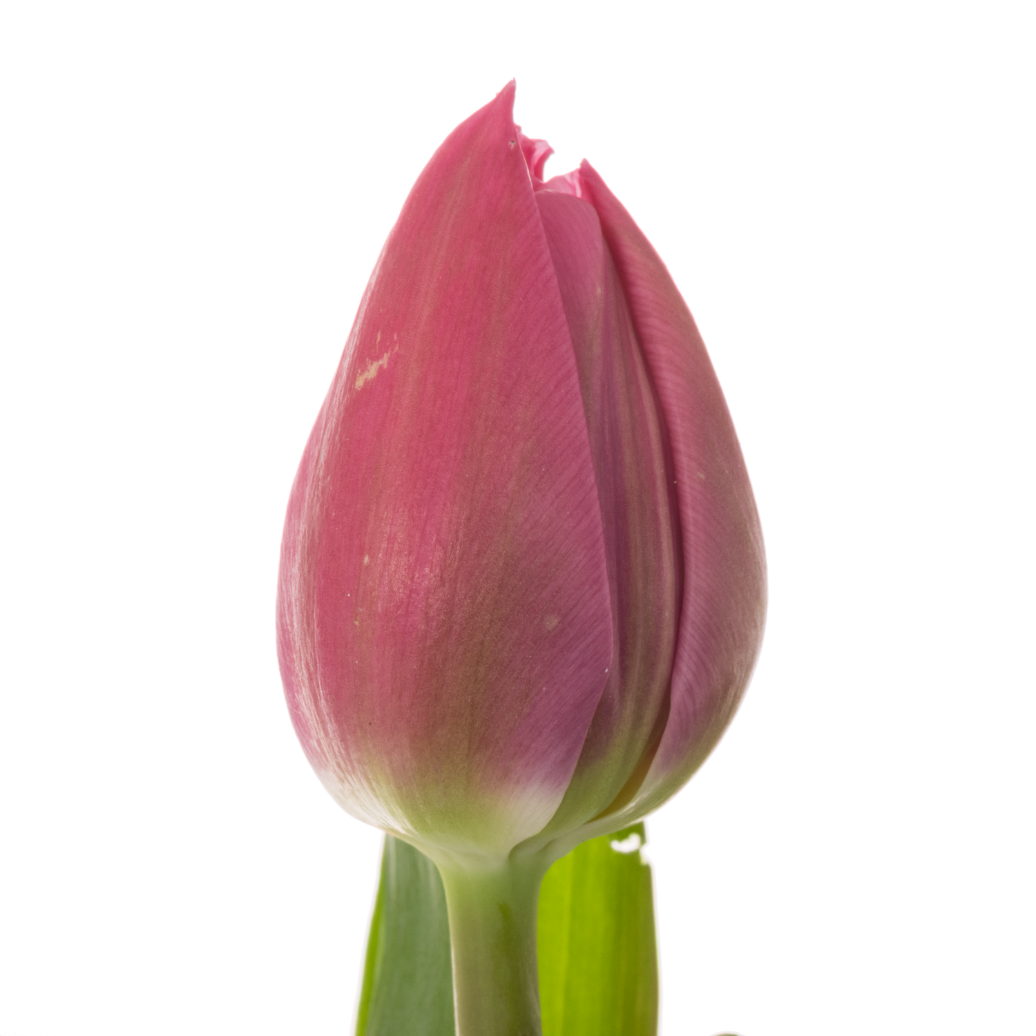 Tulpe pink doppel Marvel 28 Gramm