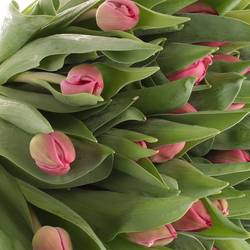 Tulpe pink doppel Marvel 28 Gramm