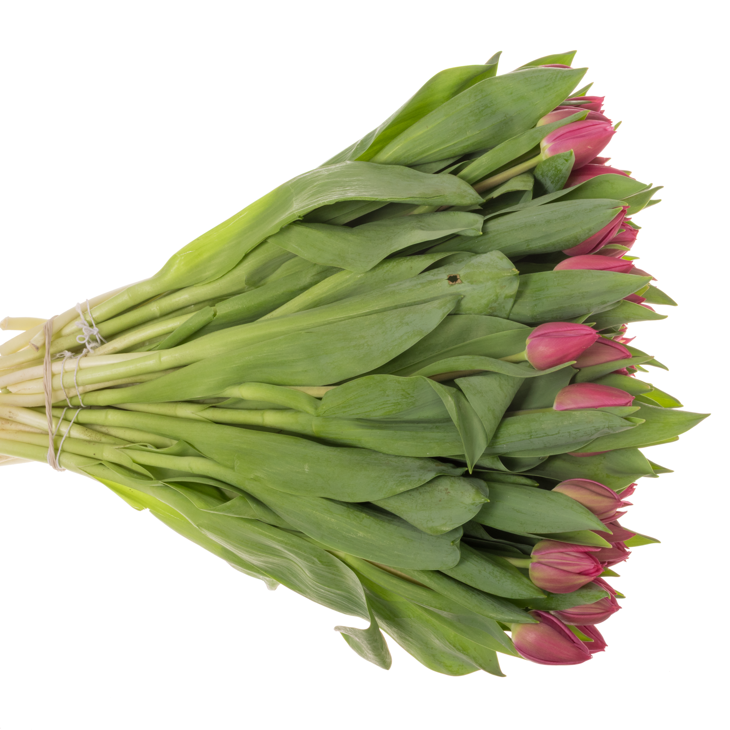 Tulpe pink doppel Marvel 28 Gramm