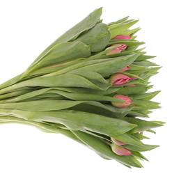 Tulpe pink doppel Marvel 28 Gramm