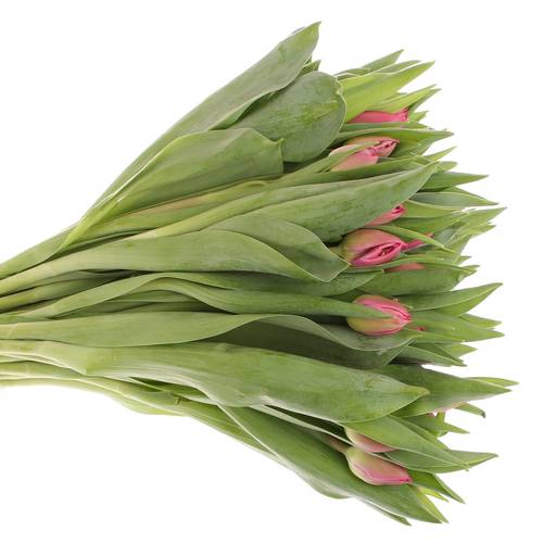 Tulpe pink doppel Marvel 28 Gramm