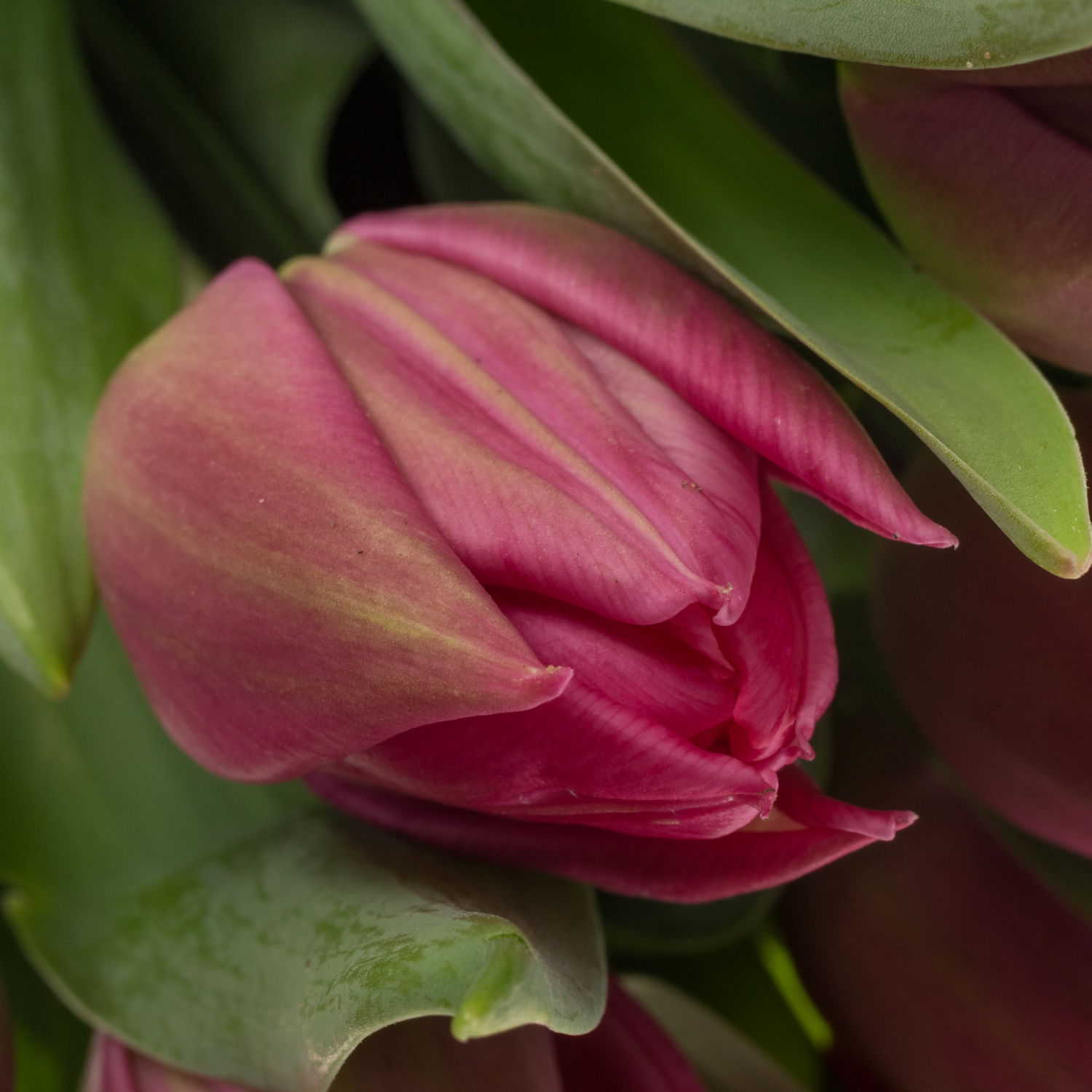 Tulpe pink doppel Marvel 28 Gramm