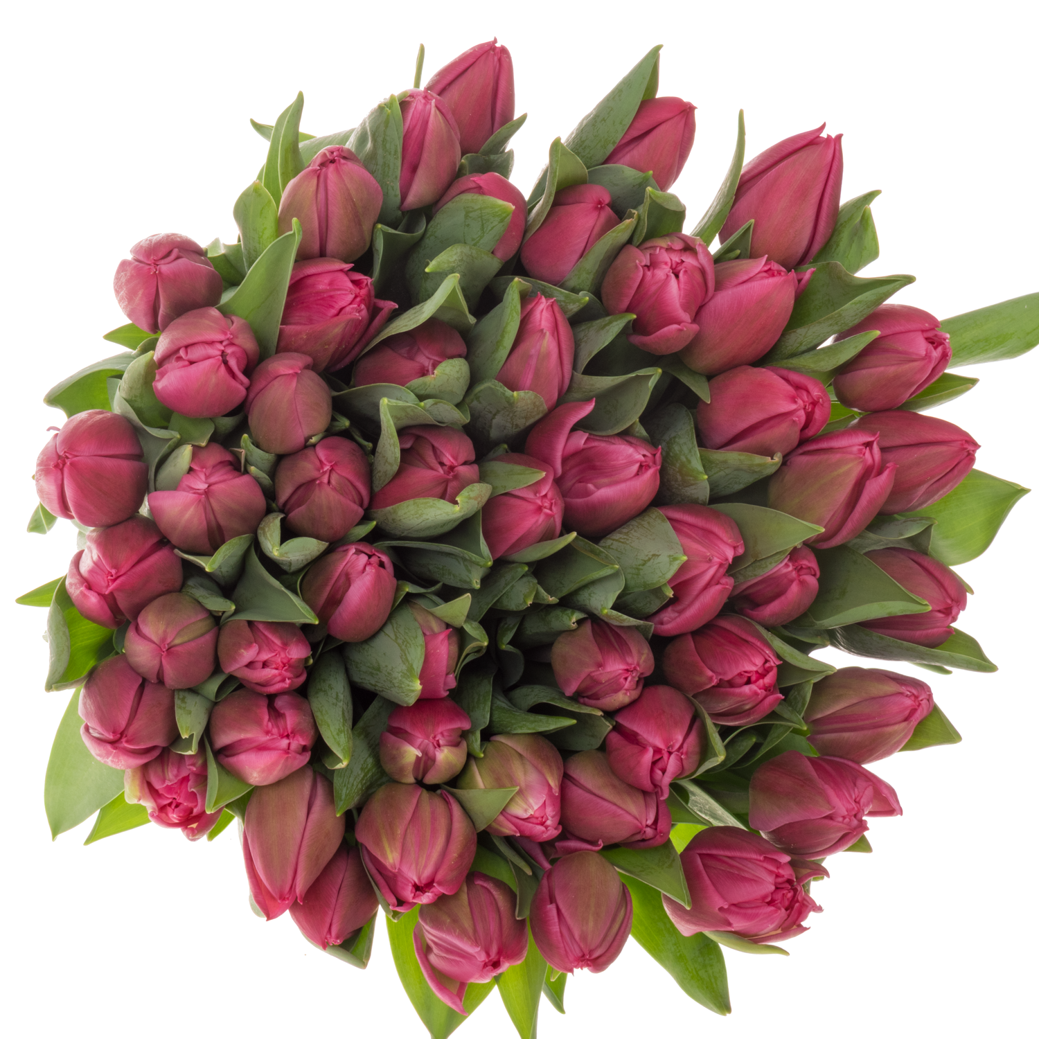 Tulpe pink doppel Marvel 28 Gramm