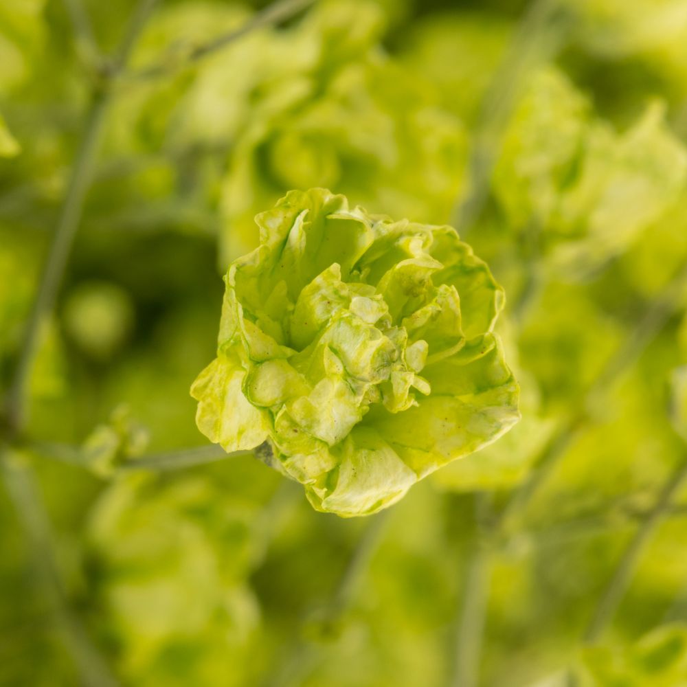 Gyps mint grün grosse Blüte gefärbt