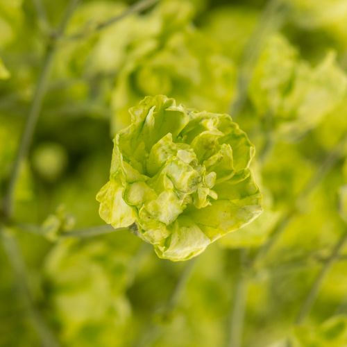 Gyps mint grün grosse Blüte gefärbt