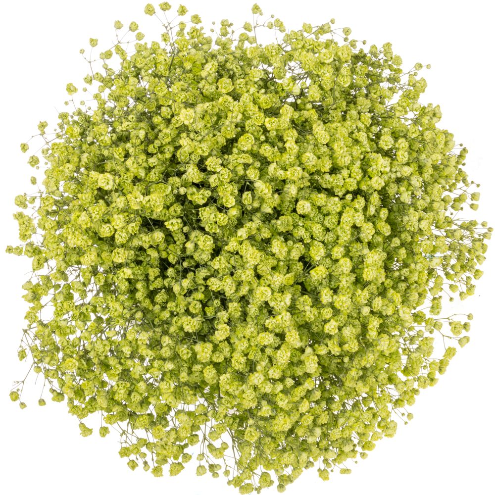 Gyps mint grün grosse Blüte gefärbt