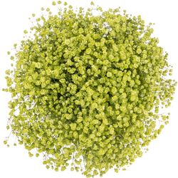Gyps mint grün grosse Blüte gefärbt