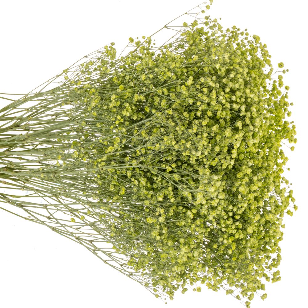 Gyps mint grün grosse Blüte gefärbt