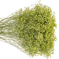 Gyps mint grün grosse Blüte gefärbt