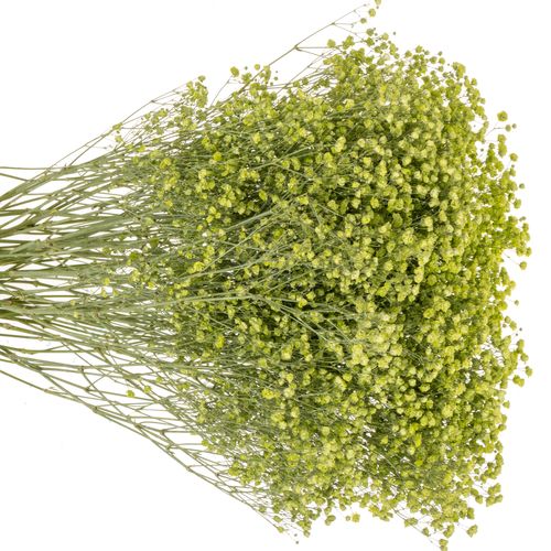 Gyps mint grün grosse Blüte gefärbt