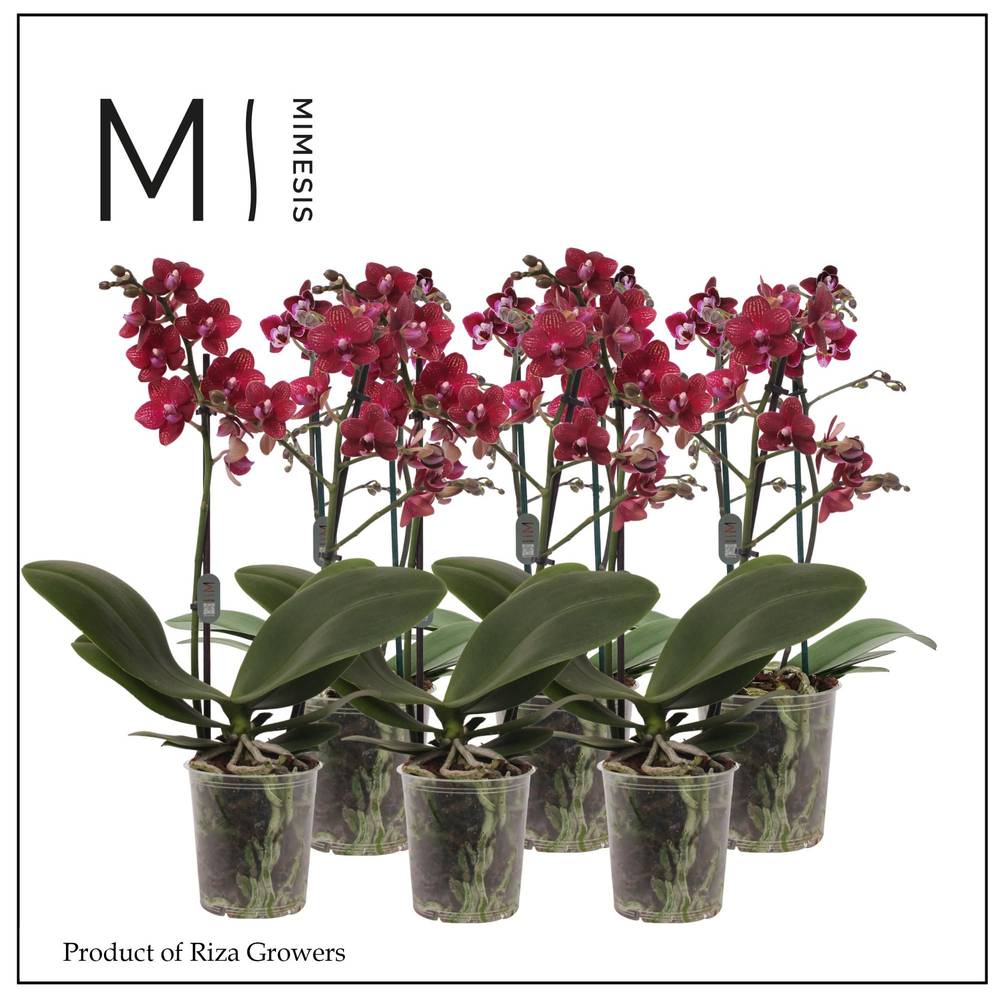 Phal.2-R rot Mimesis T12 H050