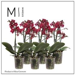 Phal.2-R rot Mimesis T12 H050