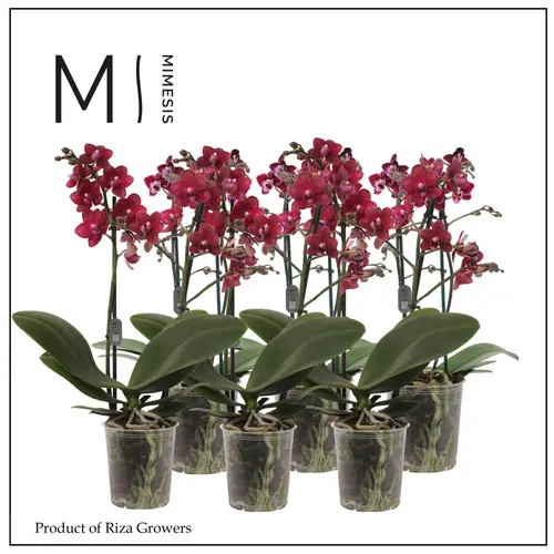 Phal.2-R rot Mimesis T12 H050