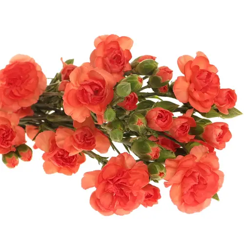Spraynelke orange 60cm