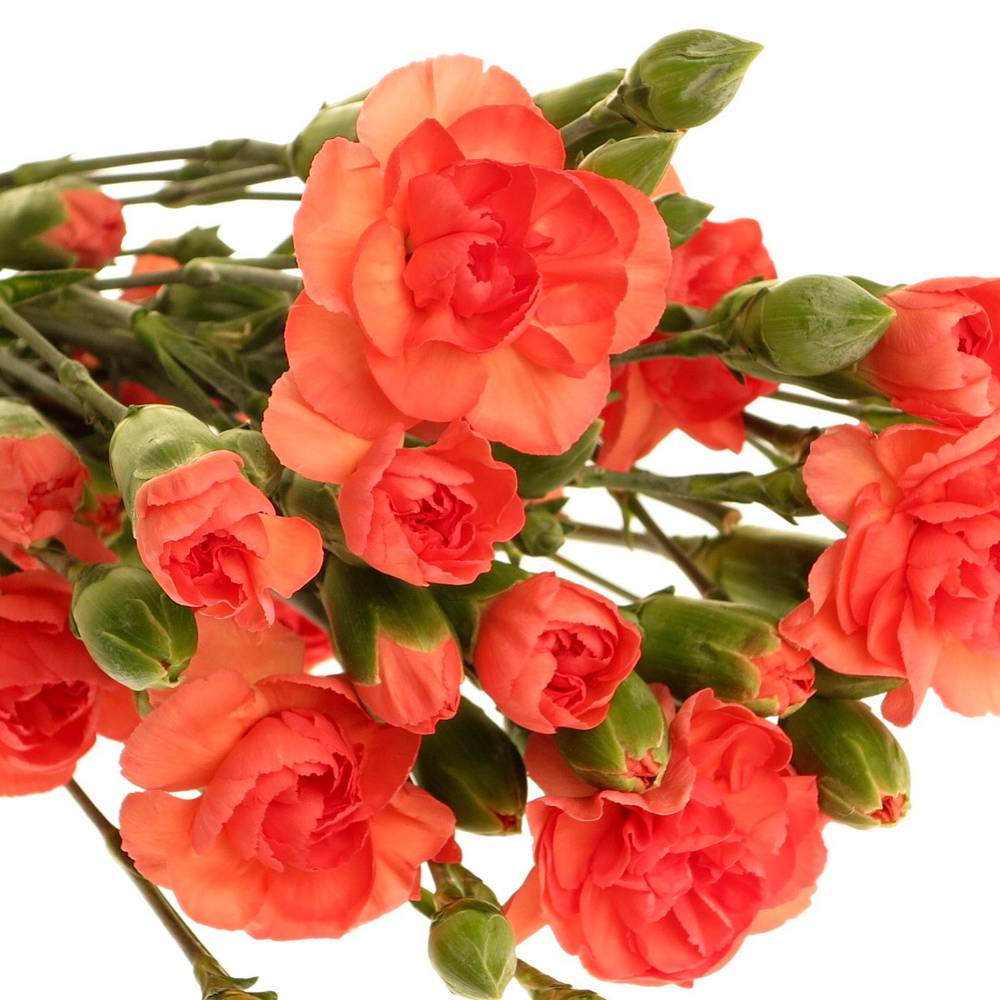 Spraynelke orange 60cm