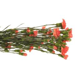 Spraynelke orange 60cm