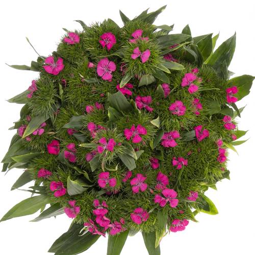 Bartnelke pink Lord 45cm