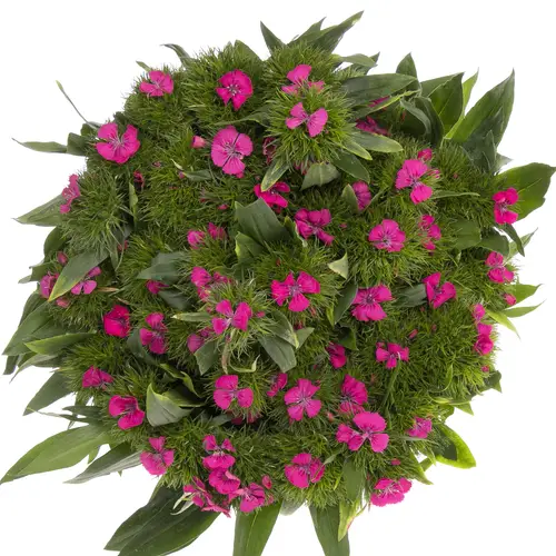 Bartnelke pink Lord 45cm