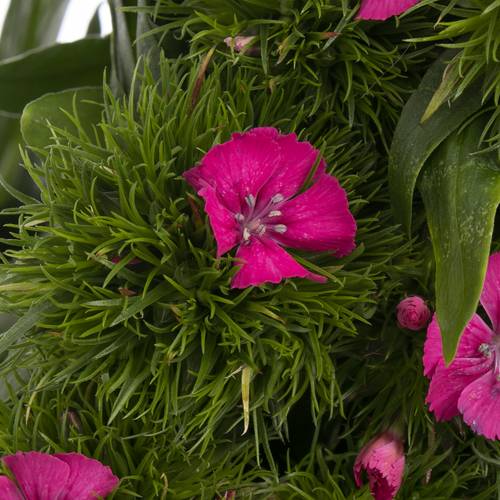 Bartnelke pink Lord 45cm