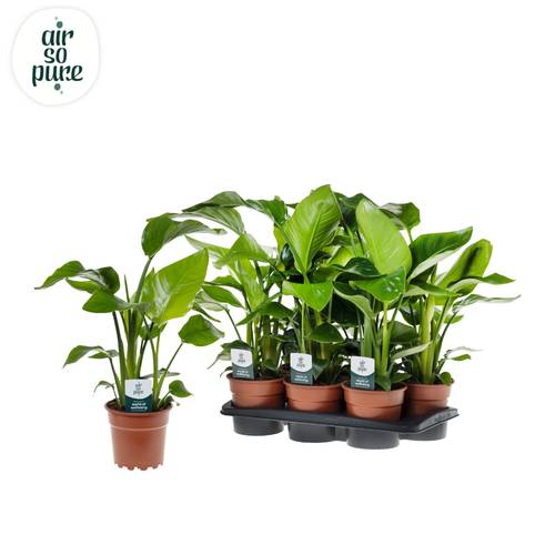 Strelitzia Nicolai T17 H065