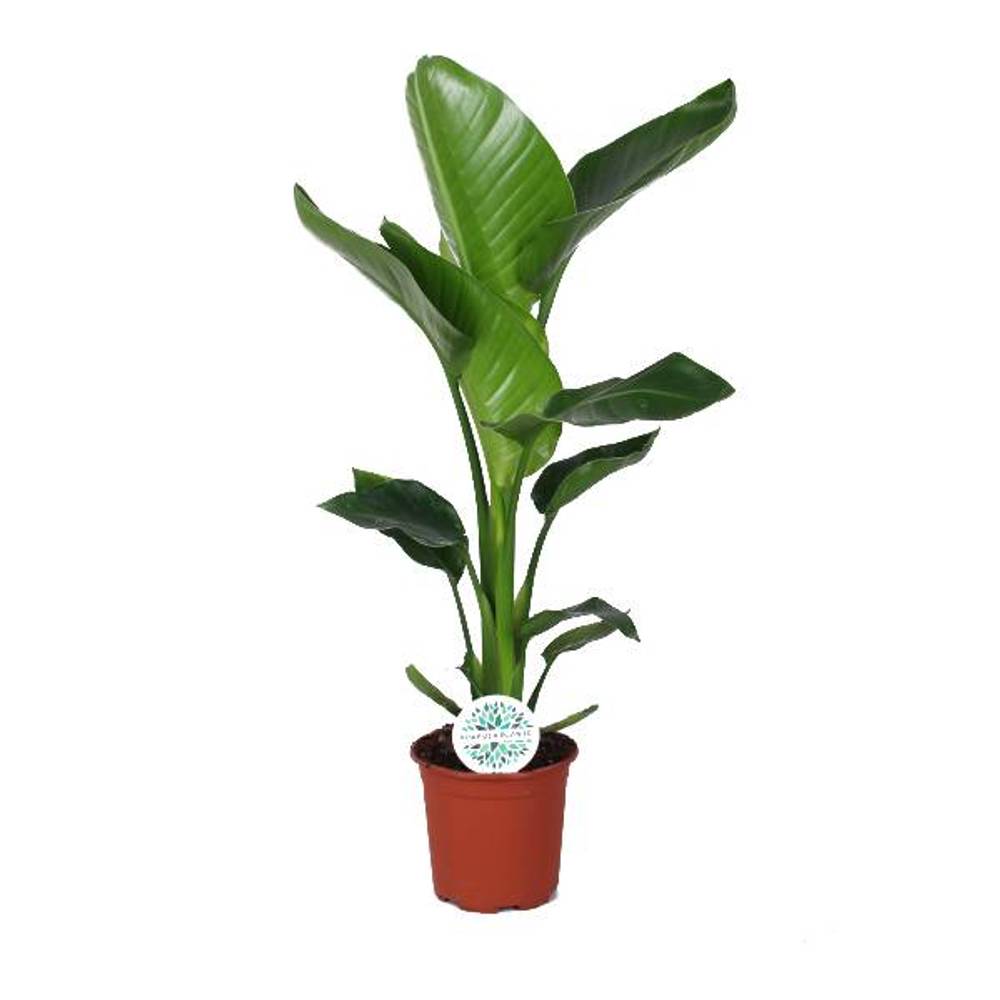 Strelitzia Nicolai T17 H065