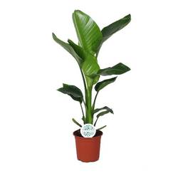 Strelitzia Nicolai T17 H065