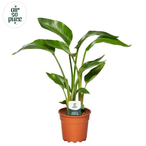 Strelitzia Nicolai T17 H065