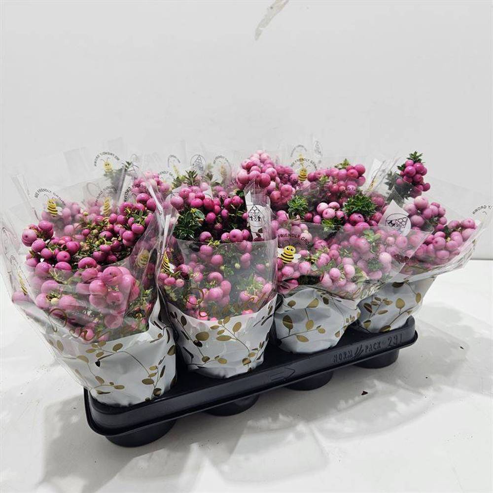 Gaultheria rot in Tüte weiss T10,5 H015