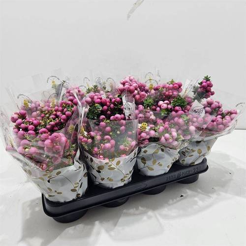 Gaultheria rot in Tüte weiss T10,5 H015