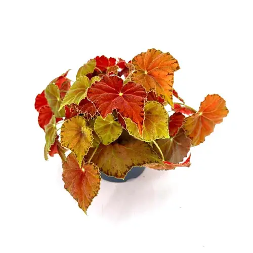 Begonia Rex Hybrid Amberlove T12 H025