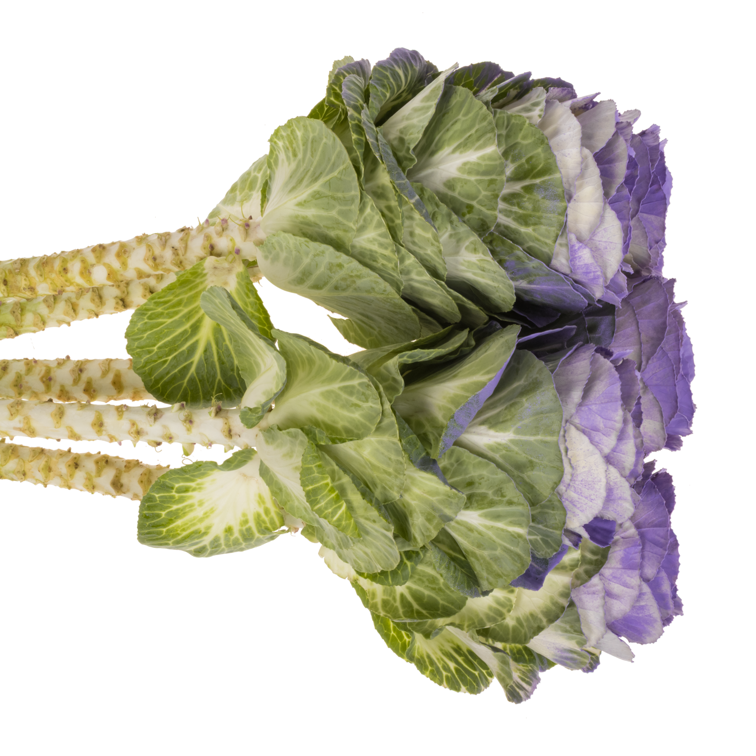 Zierkohl milka gefärbt 60cm