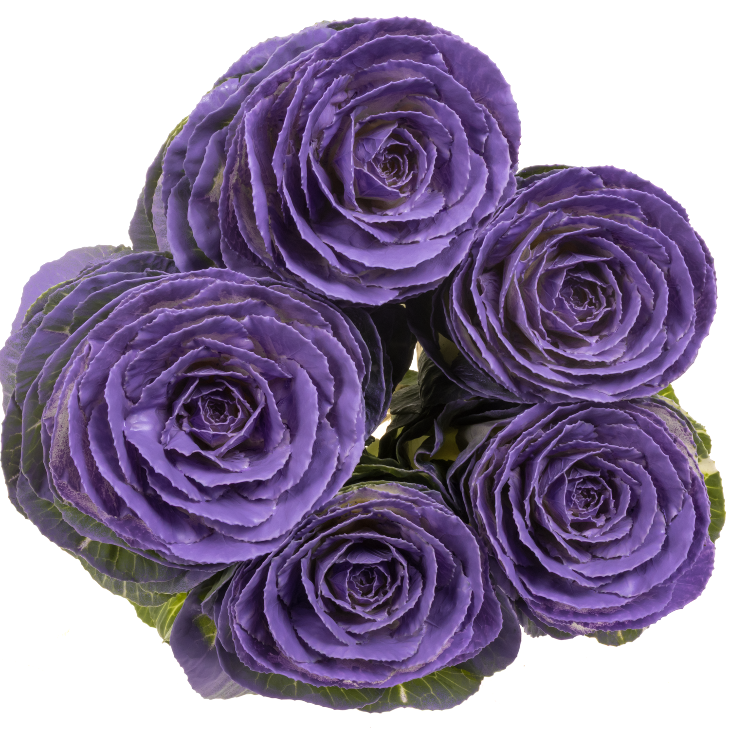 Zierkohl milka gefärbt 60cm