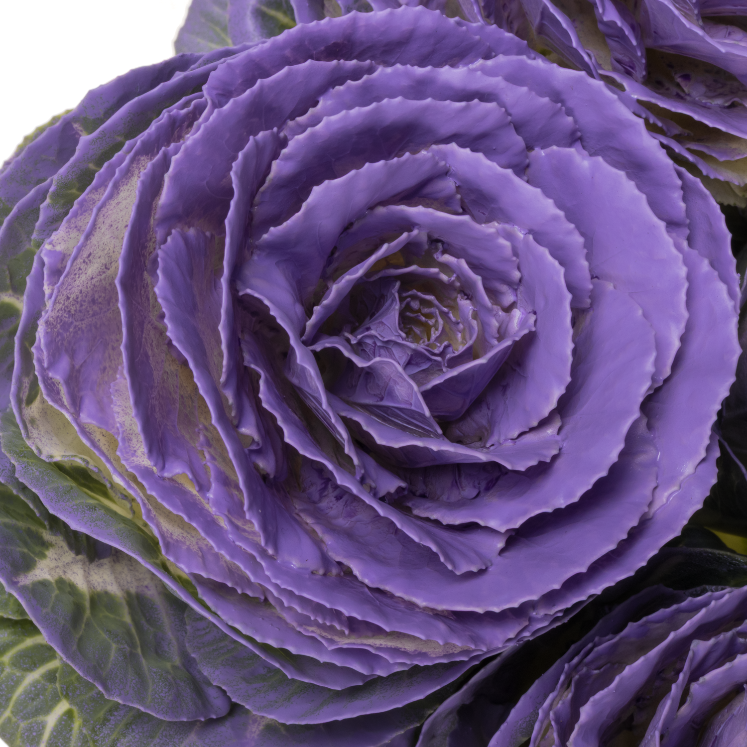 Zierkohl milka gefärbt 60cm